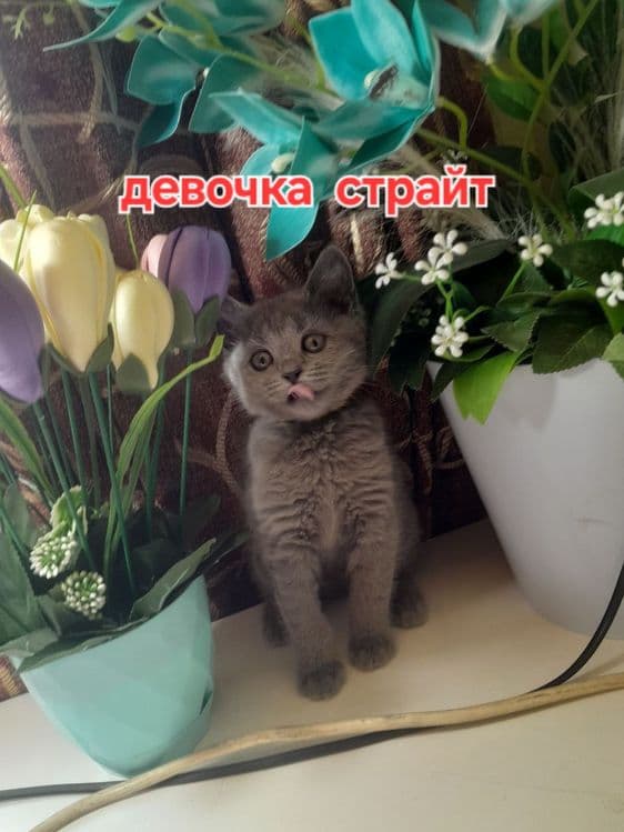 Чистокровные Шотландские котята,ПРАВИЛЬНАЯ ВЯЗКА — 1