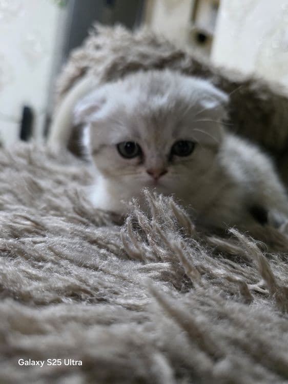 Шиншилла мушук сотилади — 1