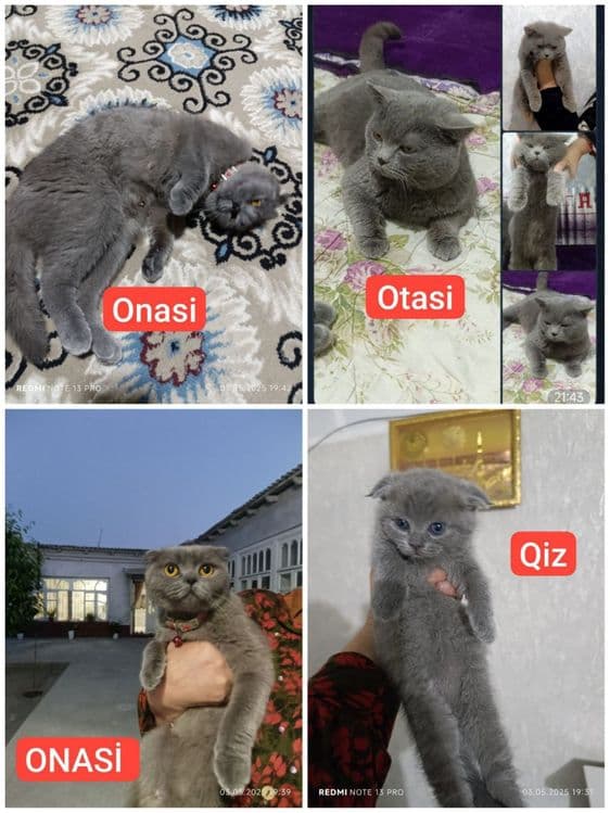 Ona bola sotiladi SKOTİW FOLD — 1