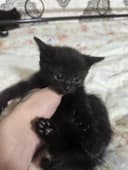 Мушукчаларимиз сотилади