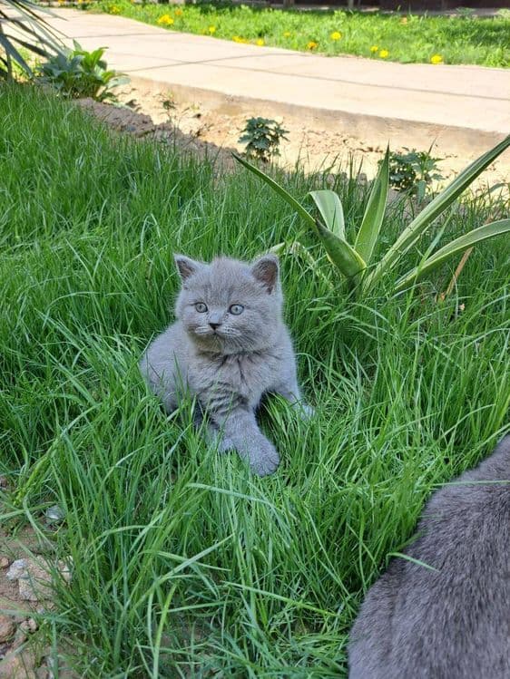 Scottish fold va scotish strayt 1,5oylik — 1