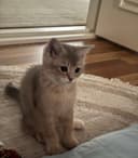 Серибристий шиншилла мушукча сотилади