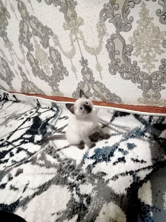 Животные кошка 2 месяца возможен торг очень хороший котик возраст — 1