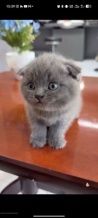 Scottish Fold sotiladi — 1