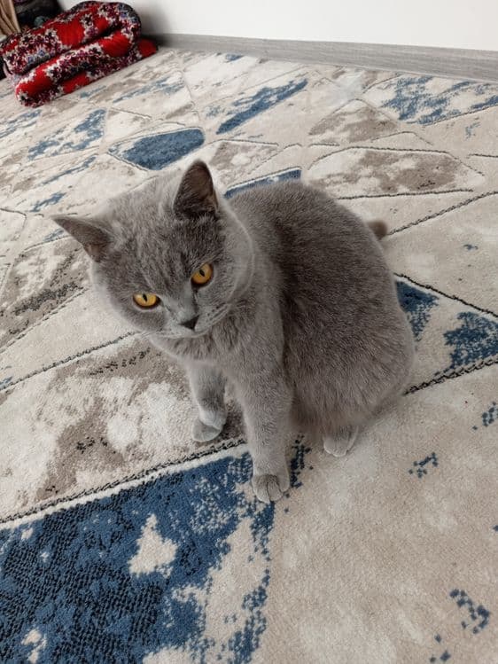 Mushugimiz 100%soglom va kafolat beriladi — 1