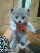 Preiuim mushukchalar sotiladi
Scottish Fold — oppoq yoqi