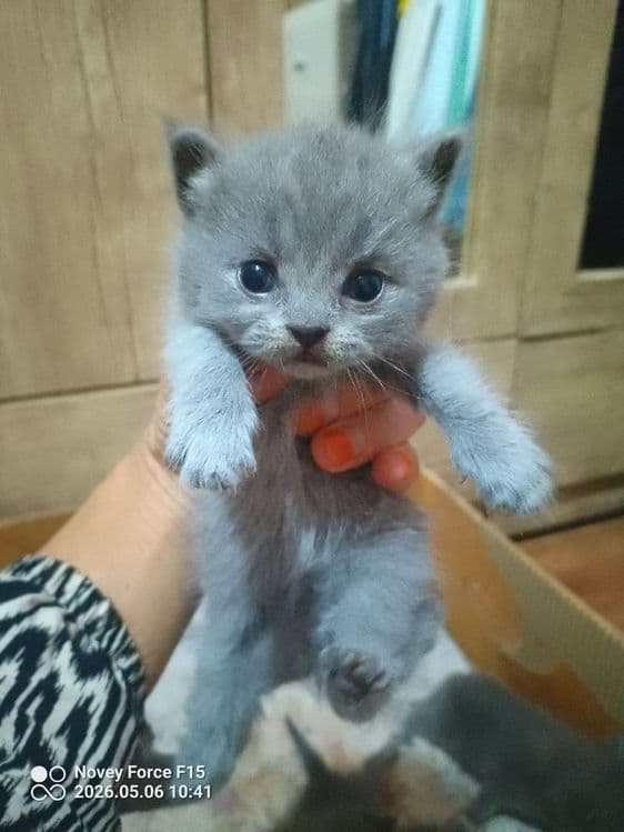 Preiuim mushukchalar sotiladi
Scottish Fold — oppoq yoqi — 1