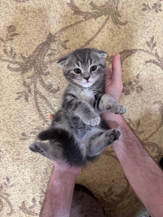 Продаются породистые котята (скоттиш страйт и скоттиш фолд) — 1