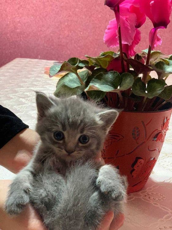 Шотландский мушучалар сотилади — 1