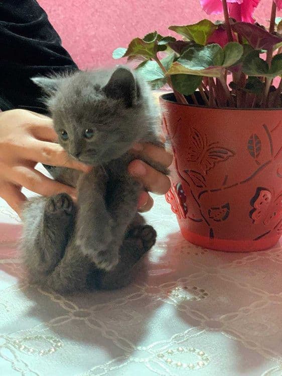 Продаётся шотландский котят — 1