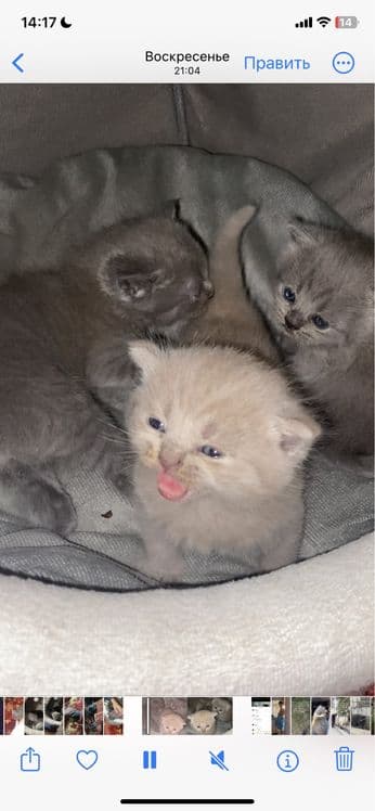 На продажу британцы котята — 1