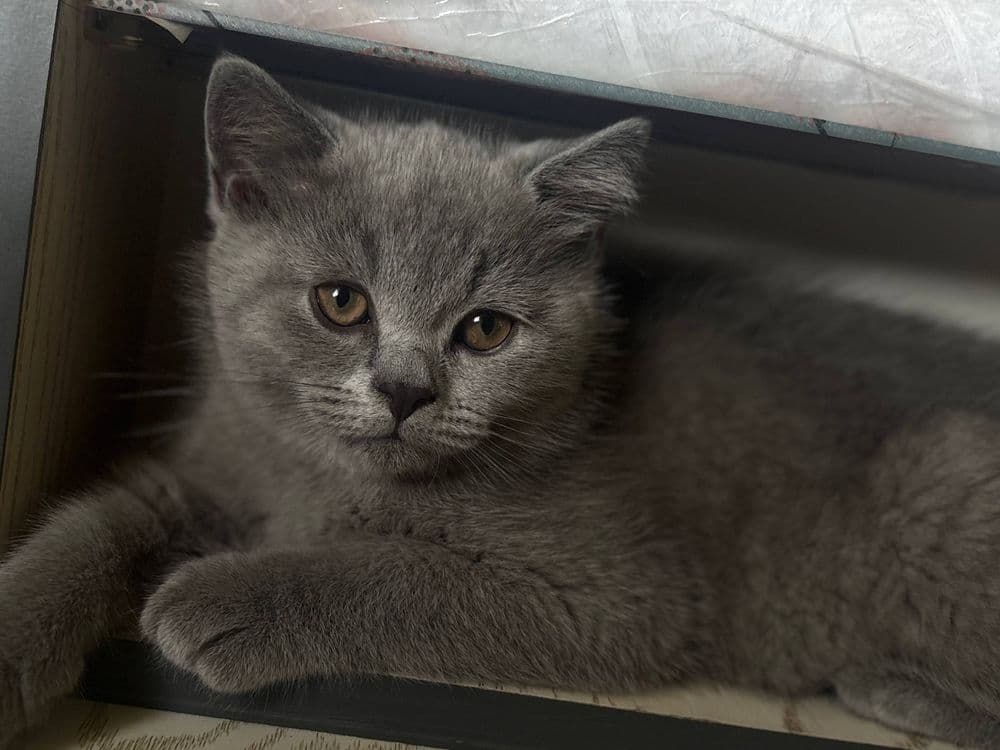 Милые, сладкие котята. — 1