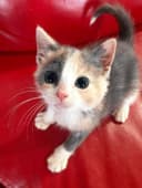 кошка довольна милая знает команды