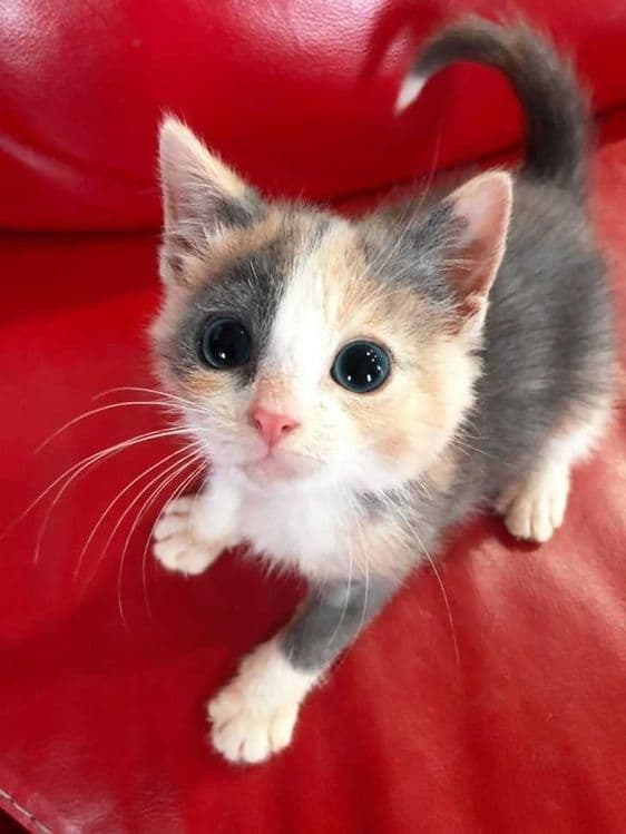 кошка довольна милая знает команды — 1