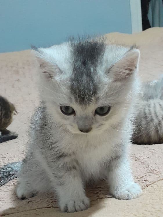 Aslzoda Britan (Britan Shorthair) mushukchasi — 1