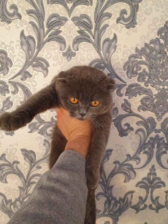 Vyaski fold 9 oylik — 1