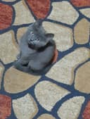 шотландская вислоухая котята (скоттиш-фолд)