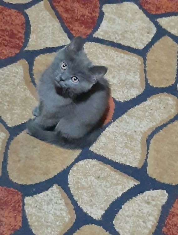 шотландская вислоухая котята (скоттиш-фолд) — 1