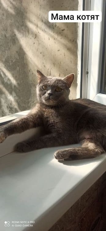 Продаются котята — 1