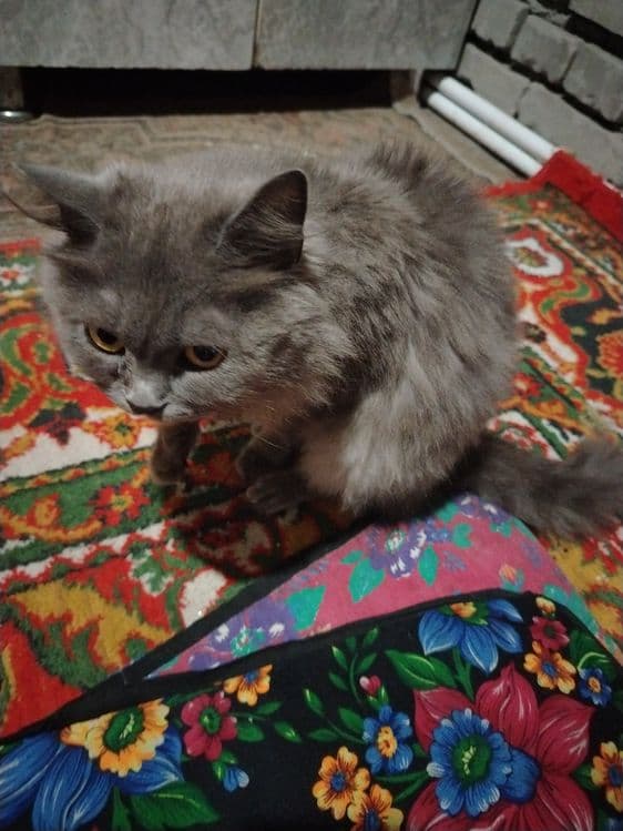 Mushuk zottor sichqonni qochitadi — 1
