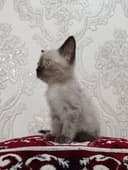 Siyamiskiy Mushuk
