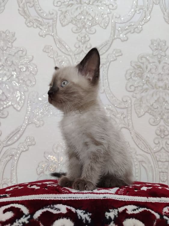 Siyamiskiy Mushuk — 1