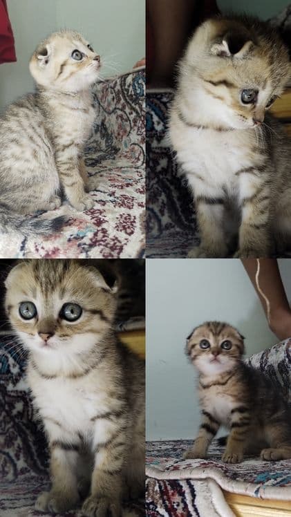 Продаются котята — 1