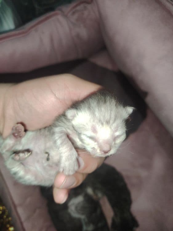 Шотландский скотч холд — 1