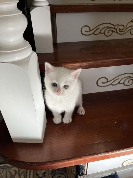 Кошка (mushuk) pishik — 1