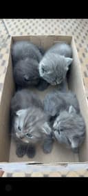 Скотиш фолд мушукчалар сотилади