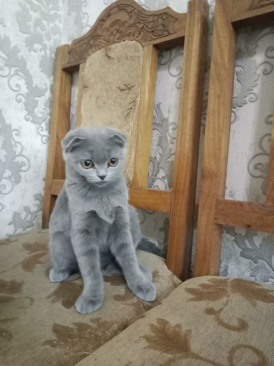 Шотландская кошка — 1