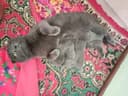 Шотландские котятки