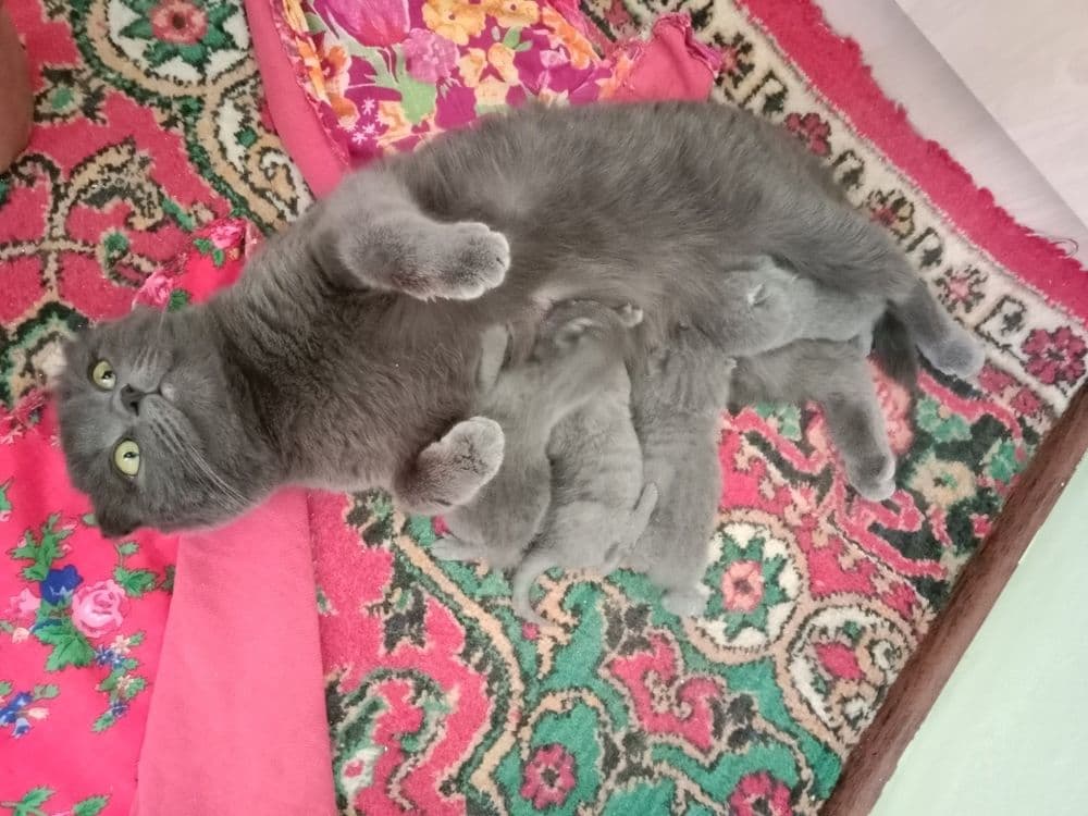 Шотландские котятки — 1