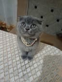 Котята Шотландской породы Вислоухие