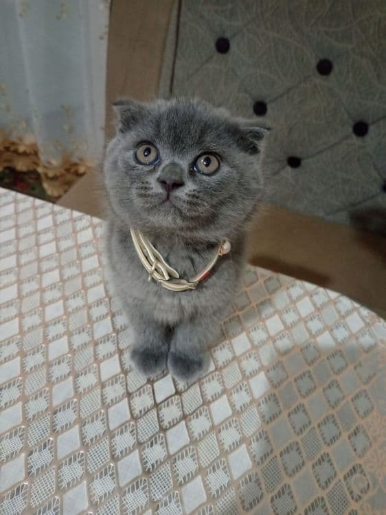 Котята Шотландской породы Вислоухие — 1
