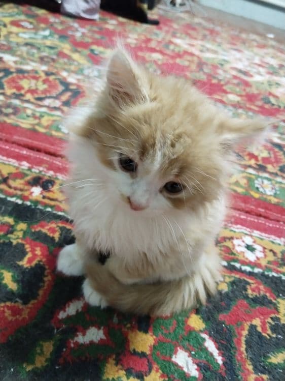 Шотланский Мушук кулга ургатилган — 1
