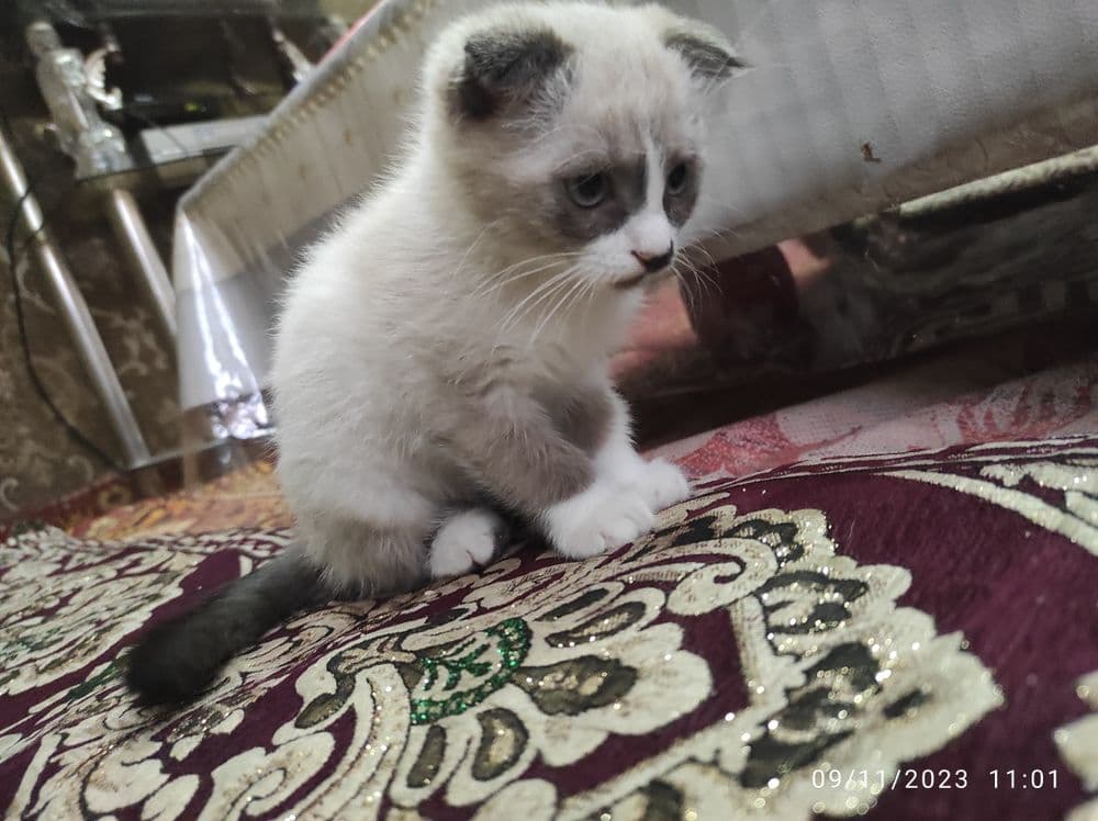 Mushik paropali chiroyli parõdali — 1