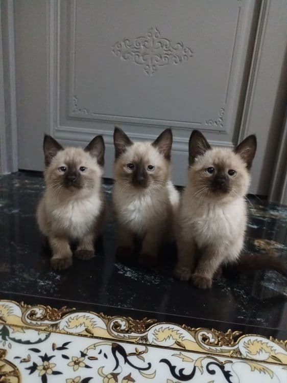 Сиямские 2 ойлик соглом — 1