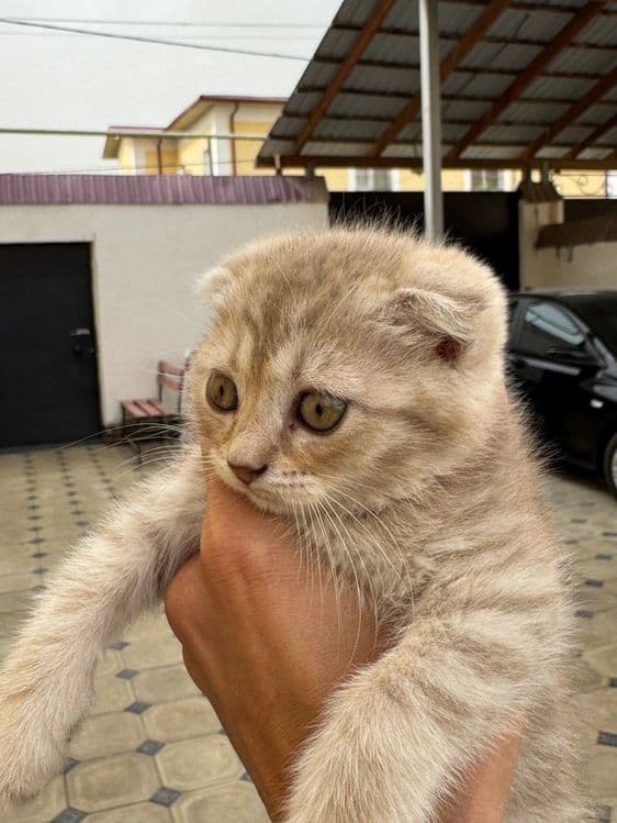Scottish fold qiz — 1