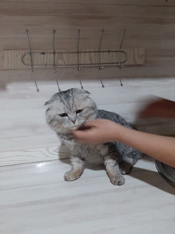 Шотланский вислоухий мушик сотилади — 1