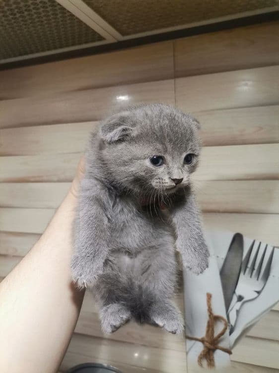 Мушук скотиш фолд — 1