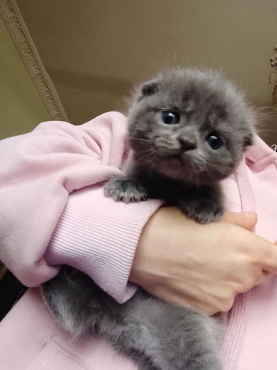 Мушик болалари бор соглам нархи 100$ — 1