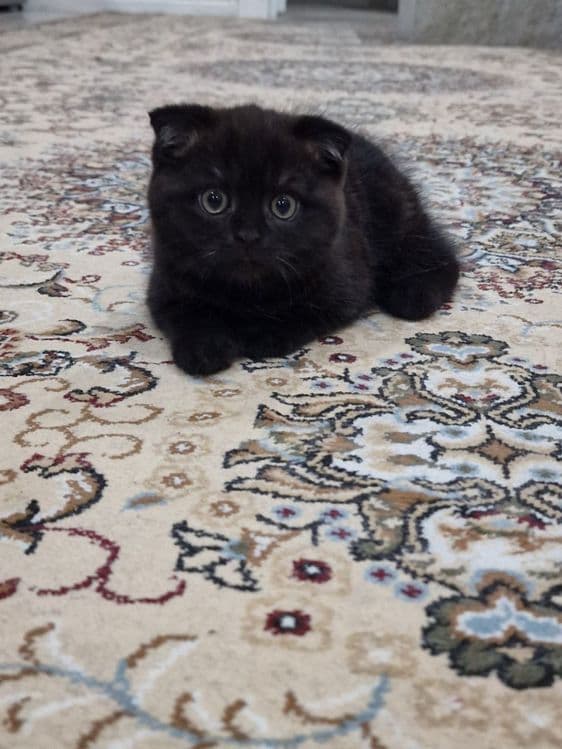 Scottish fold mushuklari sotiladi sumkasi blan — 1