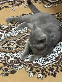 British shorthair Srochno sotiladi