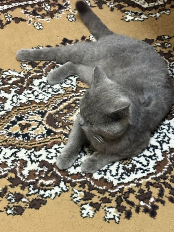 British shorthair Srochno sotiladi — 1