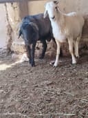Кошкар сатилады шимбай шайханада