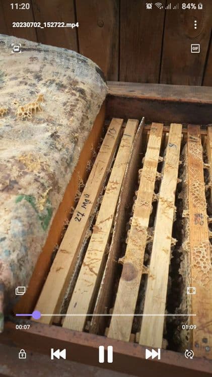 Buxoro vil. Kogon t.da Asalori oilasi sotiladi 1 ta ramkasi 150 000 co — 1