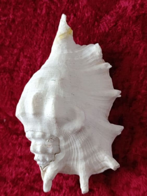 Ракушка Карибы , игрушки , куклы и т.д. — 1