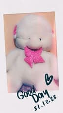 Kattakon momiqqina ayiq
