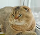Вязка: Шотланский Скоттиш Фолд! Золотая шиншилла!
